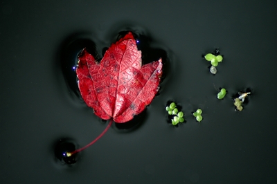 Maple Leaf