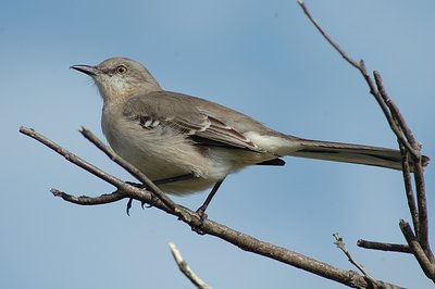 Mockingbird