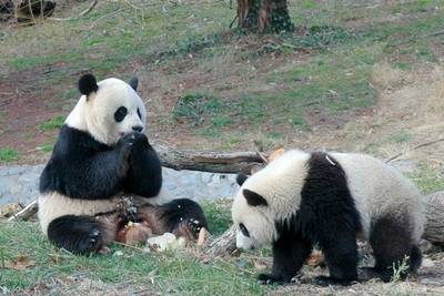 Pandas - National Zoo