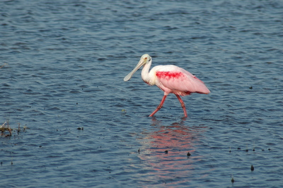 Roseate Spoonbill