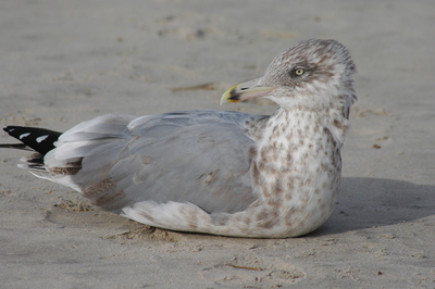 Sea Bird